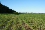 Růst kukuřice na utužené půdě na Hodonínsku: Intenzivní pěstování kukuřice pro bioplynky přispívá k nadměrné erozi. Kukuřice odčerpává z půdy nadměrné množství živin.