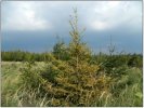 Chřadnoucí smrkové mlaziny (sucho, václavka, podkorní hmyz, snížené pH půdy, nedostatečná výživa) – běžný stav a vzhled smrkových mlazin na severní Moravě v polohách do 700 m n. m. (Opavsko, 25. 9. 2014)