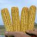 Kukuřice klasy v ruce